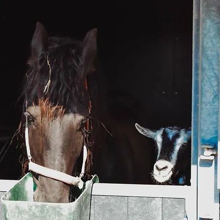 Landelijke Rust Lutjewinkel