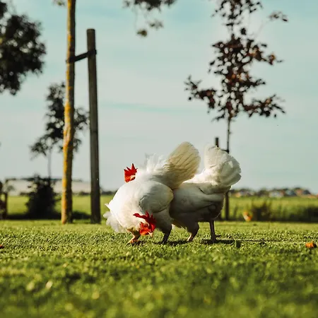 Couette-café Landelijke Rust Lutjewinkel