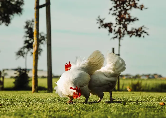 Bed & Breakfast Landelijke Rust Lutjewinkel